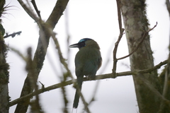 Momotus subrufescens