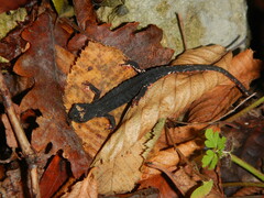 Salamandrina perspicillata