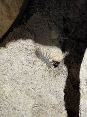 Allothereua maculata