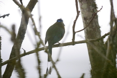 Momotus subrufescens