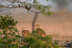 Ortygornis pondicerianus