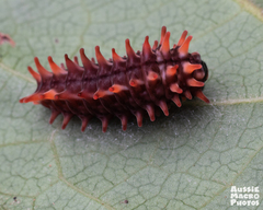 Pachliopta polydorus