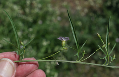 Convolvulus graminetinus