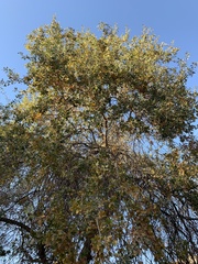 Quercus wislizeni