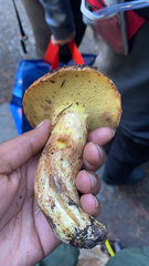 Suillus caerulescens