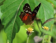 Anartia amathea