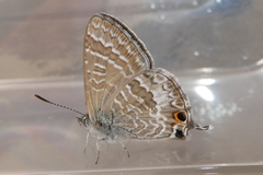 Theclinesthes onycha