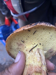 Suillus caerulescens