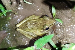 Chalcorana chalconota