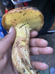 Suillus caerulescens