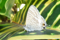 Theclinesthes onycha