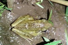 Chalcorana chalconota