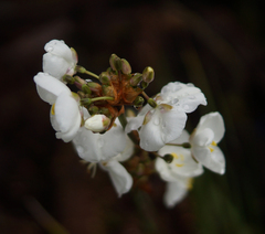 Libertia chilensis