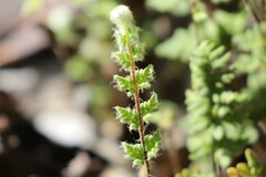 Cheilanthes distans
