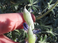 Lupinus excubitus austromontanus