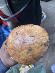 Suillus caerulescens