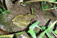 Chalcorana chalconota