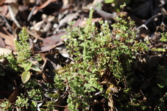 Cheilanthes distans