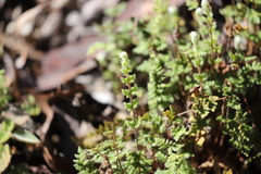 Cheilanthes distans