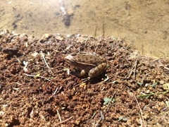 Lithobates magnaocularis