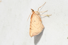 Eulithis testata