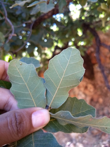 Chihuahuan oak