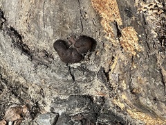 Hypoxylaceae