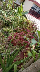 Coleus scutellarioides