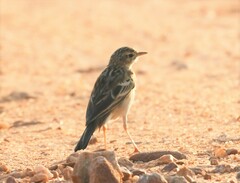 Anthus rufulus