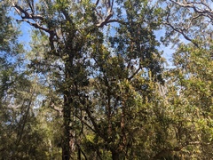 Banksia serrata