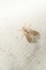 Acentria ephemerella