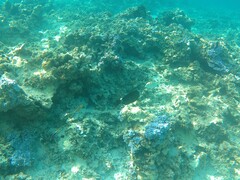 Acanthurus leucopareius