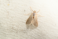 Acentria ephemerella