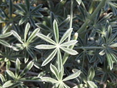 Lupinus excubitus austromontanus