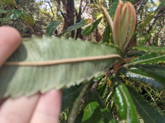 Banksia serrata