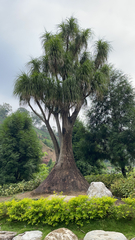 Beaucarnea recurvata