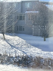 Sciurus carolinensis