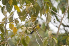 Ramphocelus flammigerus icteronotus