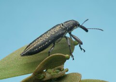 Rhinotia