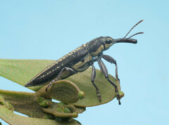 Rhinotia