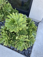 Aeonium