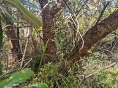Banksia serrata