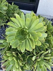 Aeonium