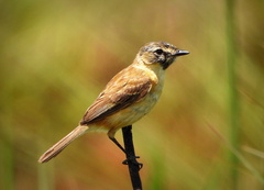 Polystictus pectoralis