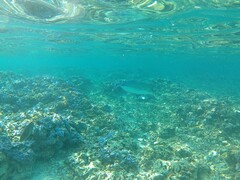 Caranx melampygus