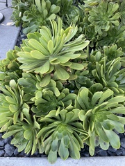 Aeonium