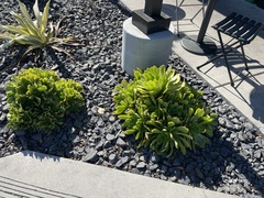 Aeonium