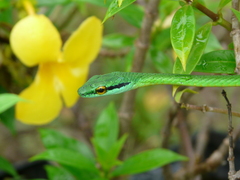 Leptophis ahaetulla