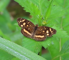 Anthanassa drusilla