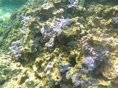 Canthigaster jactator